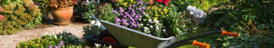 The countdown begins for the last successful planting in our fall season for Chicago. Fall planting