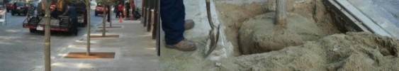 Chicago landscaper offers tips for selecting trees Chicago landscaper offers tips for selecting trees