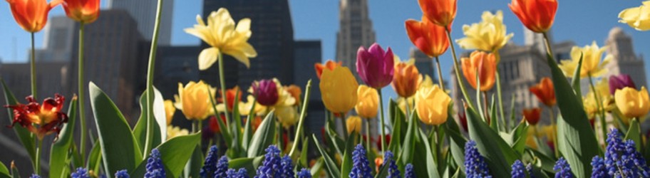 Maintain Your Professional Image With Chicago Lawn Care Chicagoland Commercial Landscape Experts